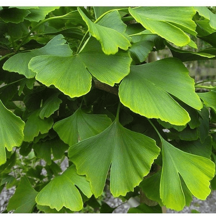 Ginko Biloba Grande Xl 2,5 Árbol Ornamental 3