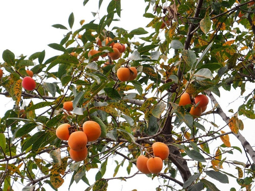 Mancaqui Arbol Frutal Injertado 2