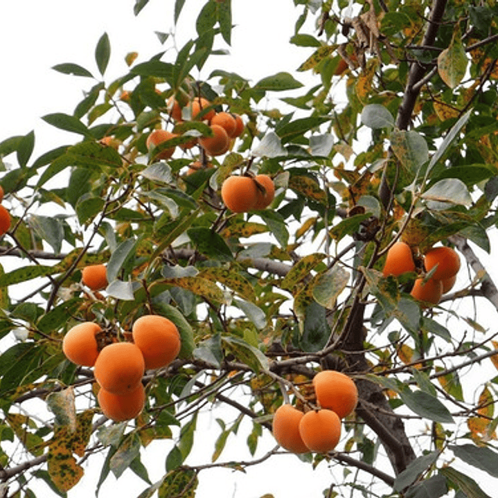 Mancaqui Arbol Frutal Injertado 2