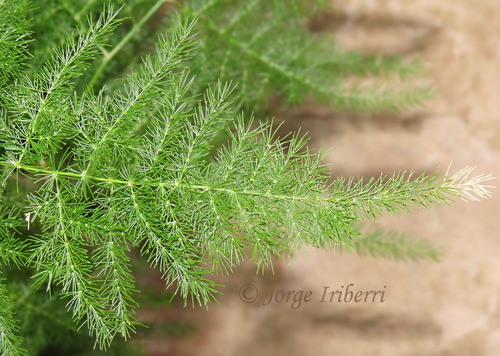 Helecho Plumoso Planta Interior 1