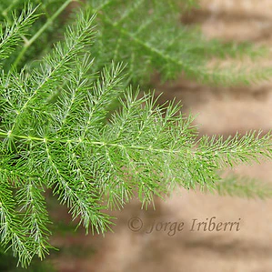 Helecho Plumoso Planta Interior