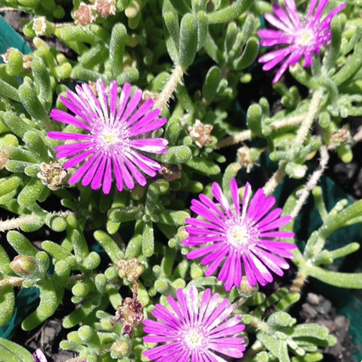 Pack De 50 Doquilla Pequeña Cubresuelo Ornamental 1