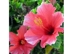 Hibisco Hibiscus Rosado Simple Arbusto Ornamental Flor