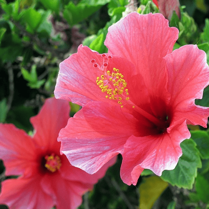Hibisco Hibiscus Rosado Simple Arbusto Ornamental Flor 1