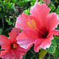 Hibisco Hibiscus Rosado Simple Arbusto Ornamental Flor - Miniatura 1