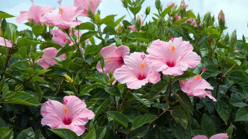 Hibisco Hibiscus Rosado Simple Arbusto Ornamental Flor 2
