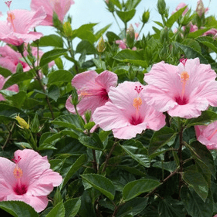 Hibisco Hibiscus Rosado Simple Arbusto Ornamental Flor 2