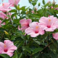 Hibisco Hibiscus Rosado Simple Arbusto Ornamental Flor - Miniatura 2