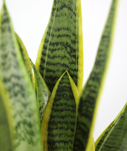 Sansevieria Laurentii Lengua De La Suegra Planta Interior 1