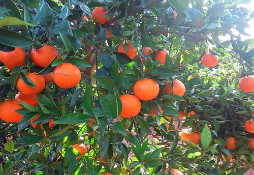 Naranjo Fukumoto Injertado Frutal Naranja 2