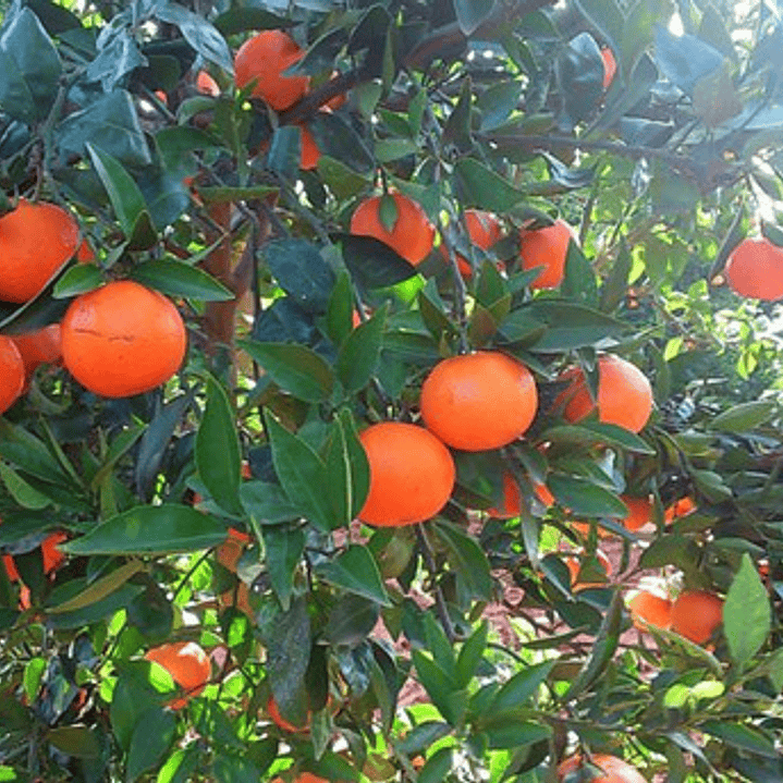 Naranjo Fukumoto Injertado Frutal Naranja 2