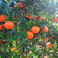 Naranjo Fukumoto Injertado Frutal Naranja - Miniatura 2