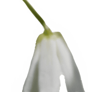 Patahua Patagua Xl Árbol Ornamental Nativo