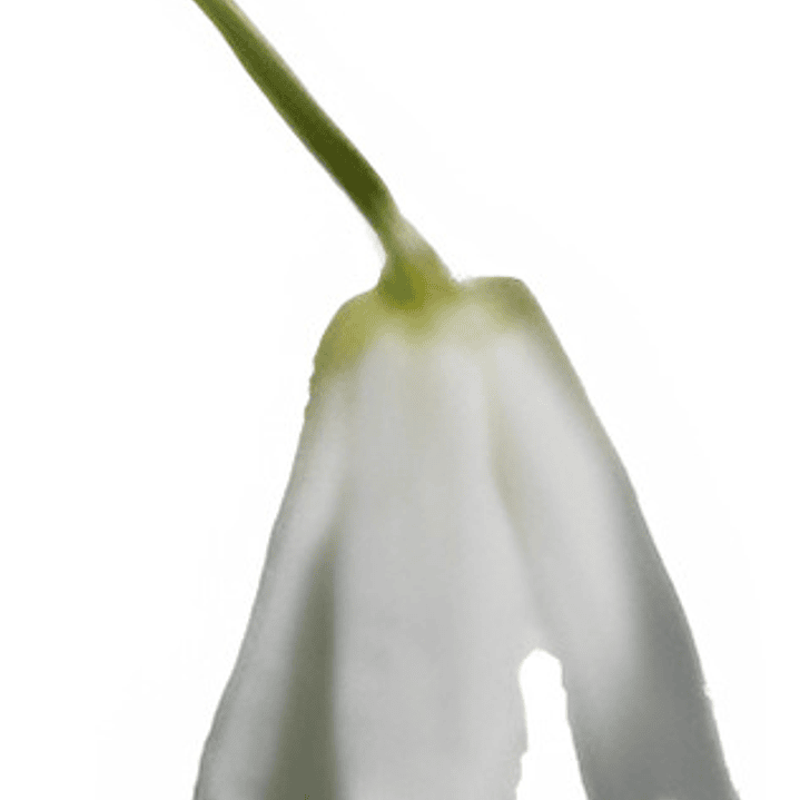 Patahua Patagua Xl Árbol Ornamental Nativo 1