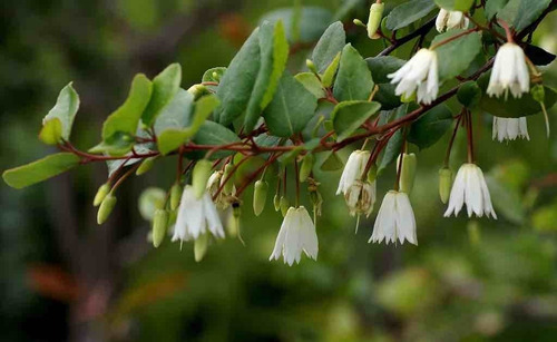 Patahua Patagua Xl Árbol Ornamental Nativo 2
