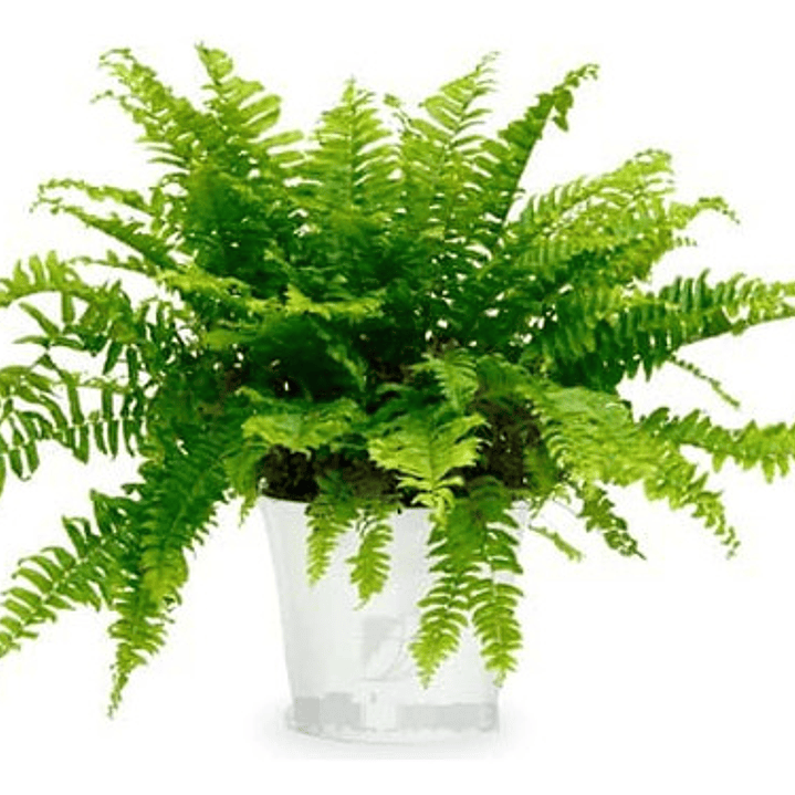 Helecho Espada Nephrolepis Exaltata S Planta Interior 1