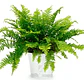 Helecho Espada Nephrolepis Exaltata S Planta Interior - Miniatura 1