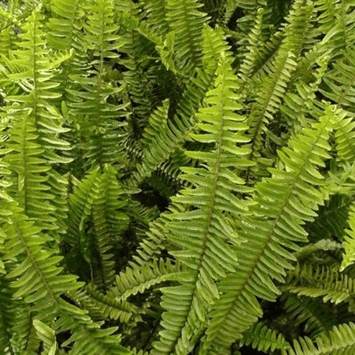 Helecho Espada Nephrolepis Exaltata S Planta Interior 2