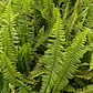 Helecho Espada Nephrolepis Exaltata S Planta Interior - Miniatura 2