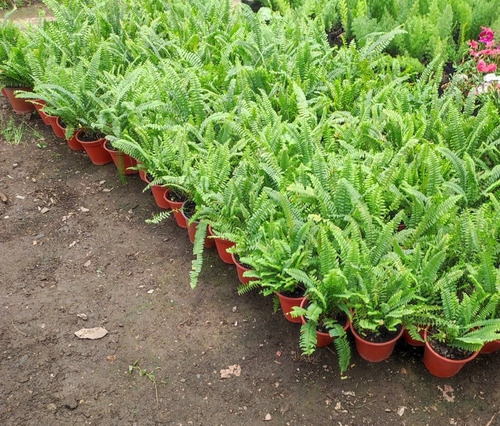 Helecho Espada Nephrolepis Exaltata S Planta Interior 3