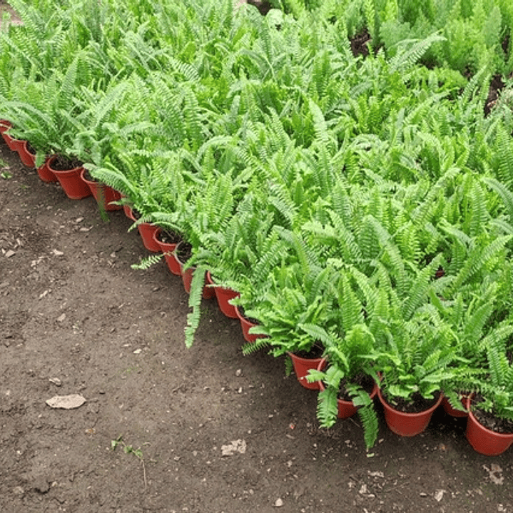 Helecho Espada Nephrolepis Exaltata S Planta Interior 3