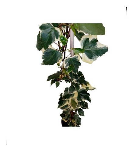Hiedra Pata De Gallo Variegada Trepadora Enredadera 1