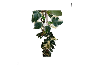 Hiedra Pata De Gallo Variegada Trepadora Enredadera