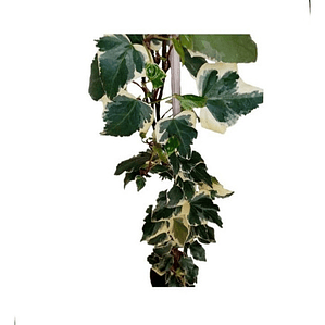 Hiedra Pata De Gallo Variegada Trepadora Enredadera