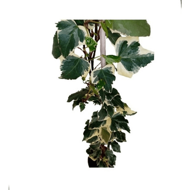 Hiedra Pata De Gallo Variegada Trepadora Enredadera 1