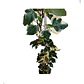 Hiedra Pata De Gallo Variegada Trepadora Enredadera - Miniatura 1