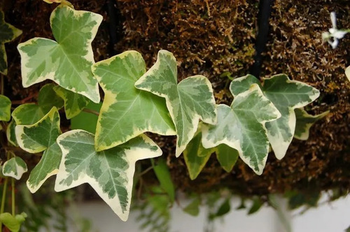 Hiedra Pata De Gallo Variegada Trepadora Enredadera 2