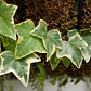 Hiedra Pata De Gallo Variegada Trepadora Enredadera - Miniatura 2