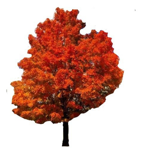 Roble Americano 2 Mts / Árbol / Planta Ornamental 1