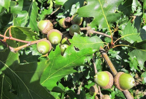 Roble Americano 2 Mts / Árbol / Planta Ornamental 3