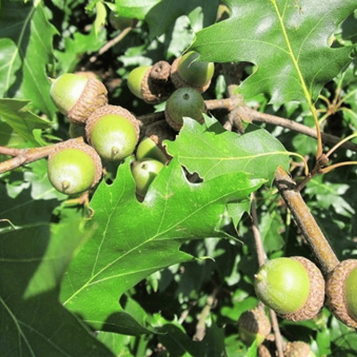 Roble Americano 2 Mts / Árbol / Planta Ornamental 3