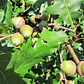 Roble Americano 2 Mts / Árbol / Planta Ornamental - Miniatura 3