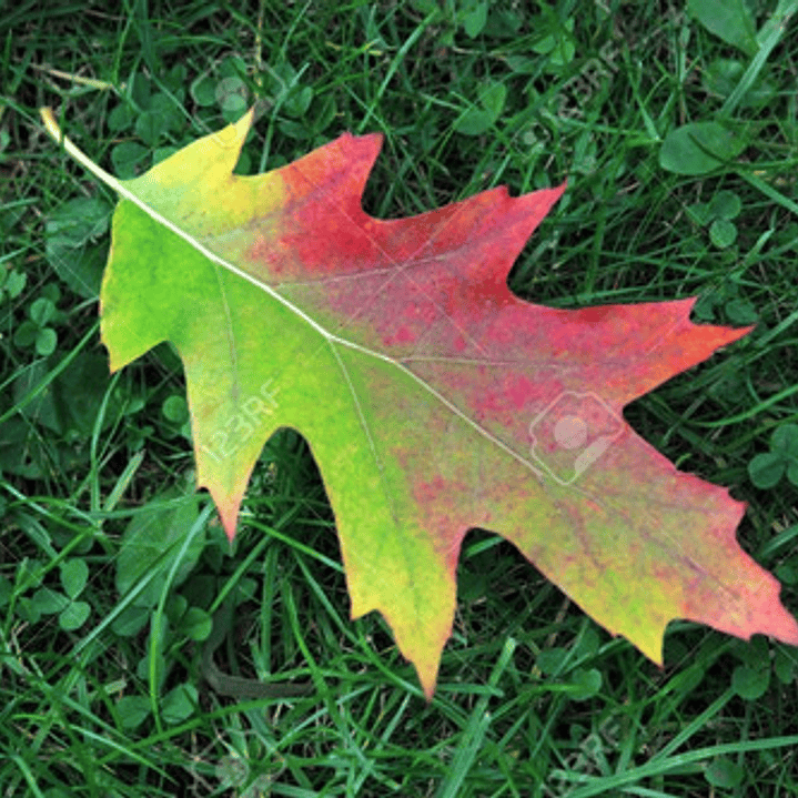 Roble Americano 2 Mts / Árbol / Planta Ornamental 4