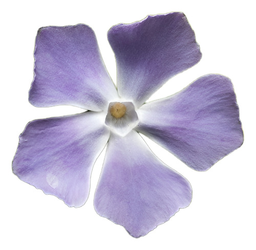 Pack De 10 Vinca Major Cubresuelo Ornamental 1