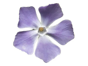 Pack De 10 Vinca Major Cubresuelo Ornamental