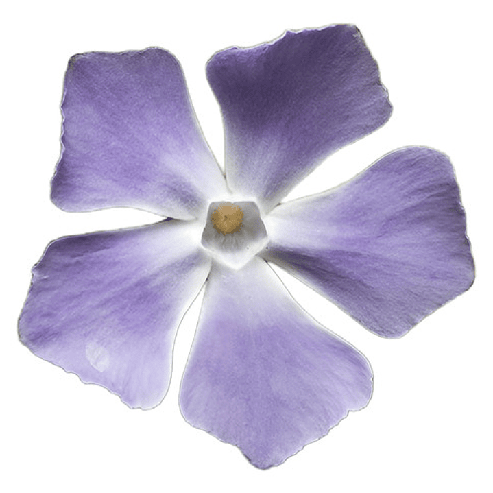 Pack De 10 Vinca Major Cubresuelo Ornamental 1