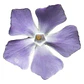 Pack De 10 Vinca Major Cubresuelo Ornamental - Miniatura 1