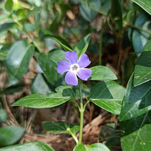 Pack De 10 Vinca Major Cubresuelo Ornamental 2