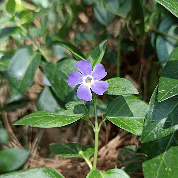Pack De 10 Vinca Major Cubresuelo Ornamental 2