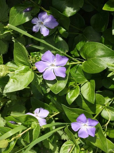 Pack De 10 Vinca Major Cubresuelo Ornamental 3