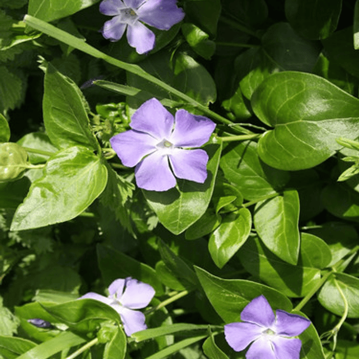 Pack De 10 Vinca Major Cubresuelo Ornamental 3