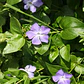 Pack De 10 Vinca Major Cubresuelo Ornamental - Miniatura 3