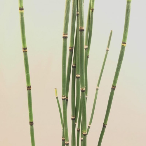Equisetum Cola De Caballo Planta Ornamental 1