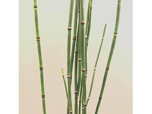 Equisetum Cola De Caballo Planta Ornamental