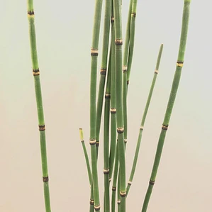 Equisetum Cola De Caballo Planta Ornamental