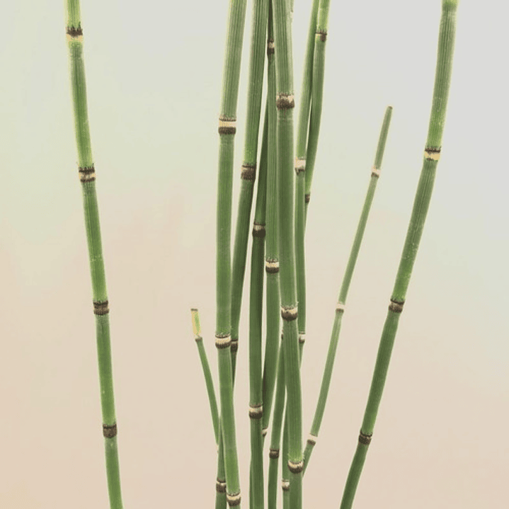 Equisetum Cola De Caballo Planta Ornamental 1